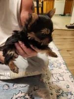 Male 3, a male Yorkshire Terrier for sale in Kyle, TX – 2 of 2