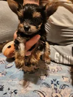 Female 1 , a female Yorkshire Terrier for sale in Kyle, TX – 2 of 2