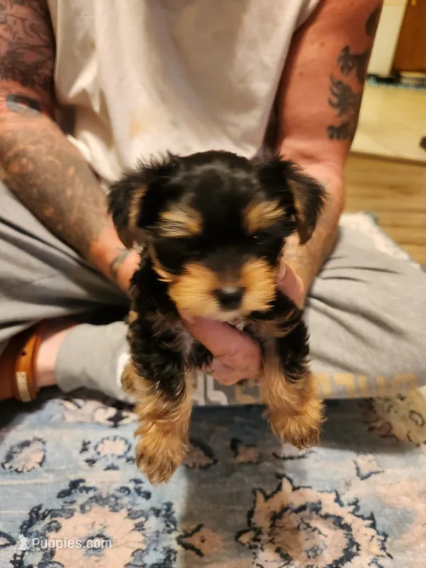 Male 1 – Yorkshire Terrier puppy for sale in Kyle, TX