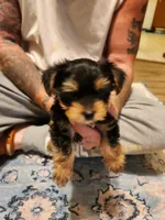 Male 1, a male Yorkshire Terrier for sale in Kyle, TX – 1 of 1