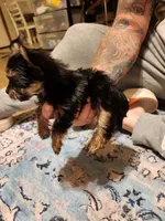 Female 1 , a female Yorkshire Terrier for sale in Kyle, TX – 1 of 2