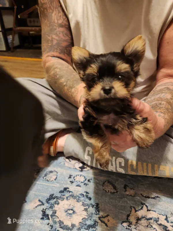 Male 3 – Yorkshire Terrier puppy for sale in Kyle, TX