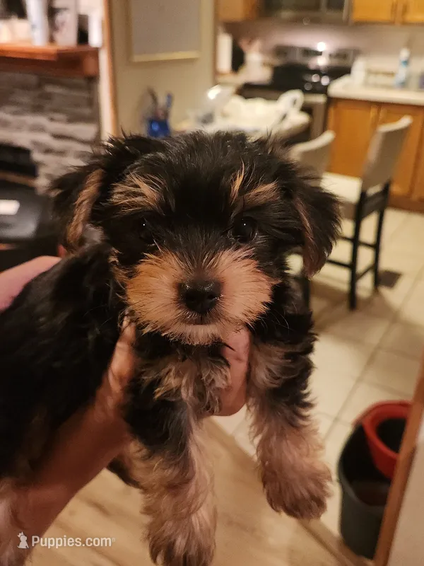 Bob – Yorkshire Terrier puppy for sale in Kyle, TX