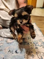 Female 2, a female Yorkshire Terrier for sale in Kyle, TX – 2 of 2