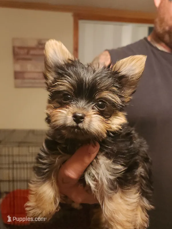 Harley – Yorkshire Terrier puppy for sale in Kyle, TX