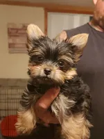 Cooter, a male Yorkshire Terrier for sale in Kyle, TX – 1 of 3