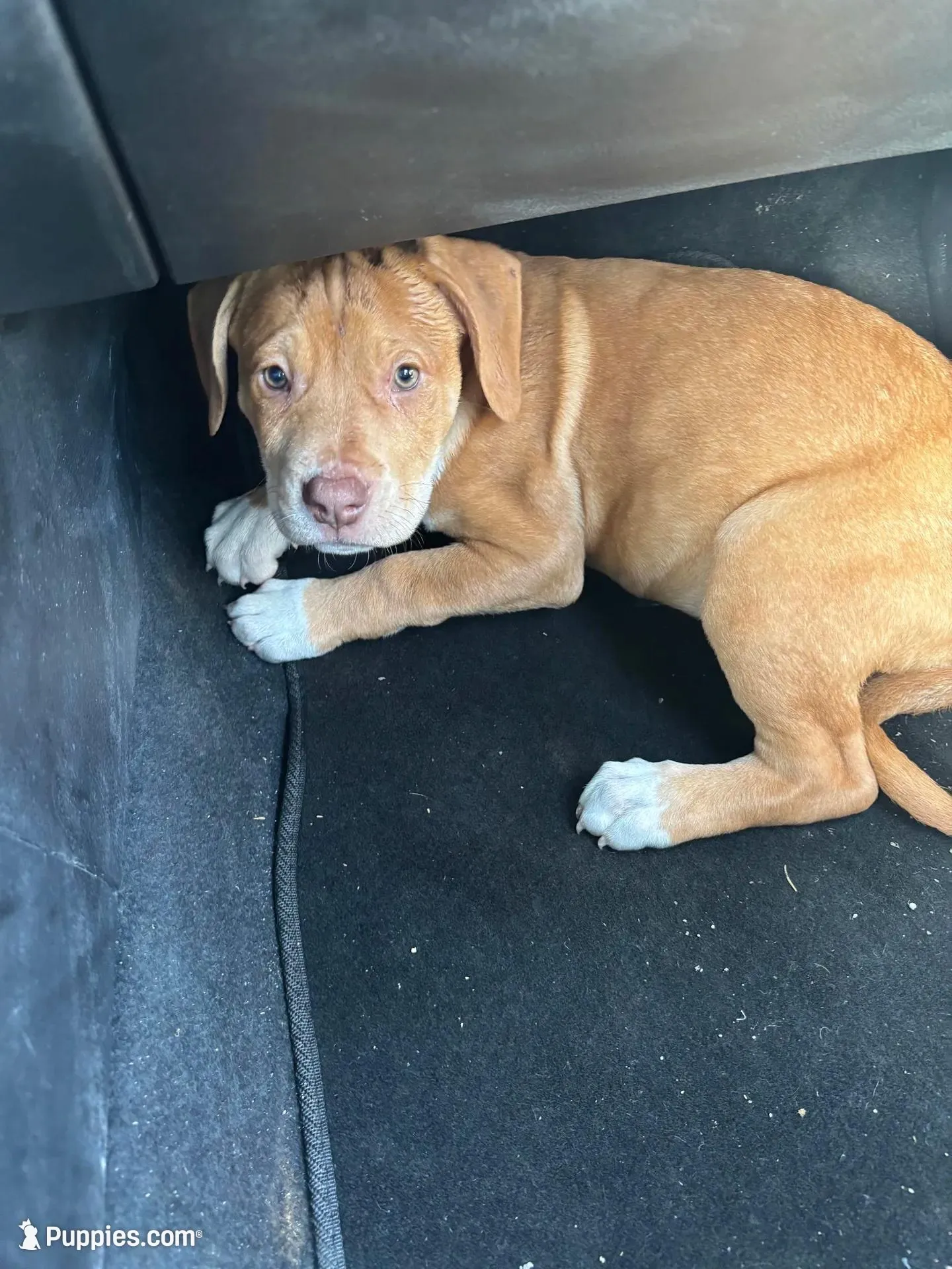 Brody – American Pit Bull Terrier, Cane Corso puppy for sale in Indianapolis, IN