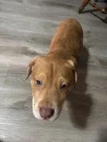 Brody, a male American Pit Bull Terrier and Cane Corso for sale in Indianapolis, IN – Photo 2 of 3