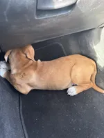 Brody, a male American Pit Bull Terrier and Cane Corso for sale in Indianapolis, IN – Photo 3 of 3