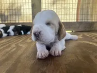 Lemon & white male 2, a male Basset Hound for sale in Screven, GA – 3 of 3