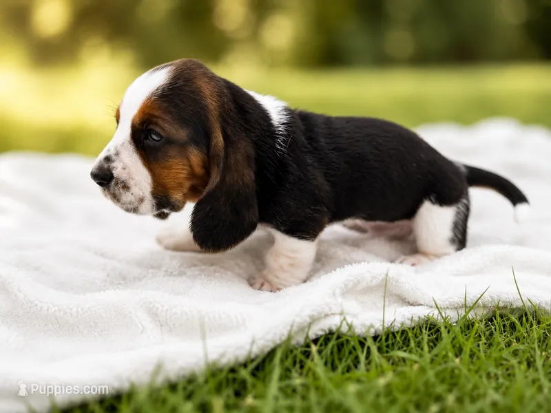 Tricolor male 1 – Basset Hound puppy for sale in Screven, GA