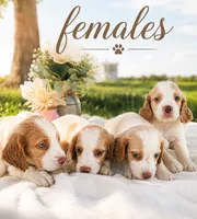 Female 1, a female French Brittany for sale in Screven, GA – 2 of 2