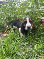 Female Basset, a female Basset Hound for sale in Screven, GA – 2 of 4