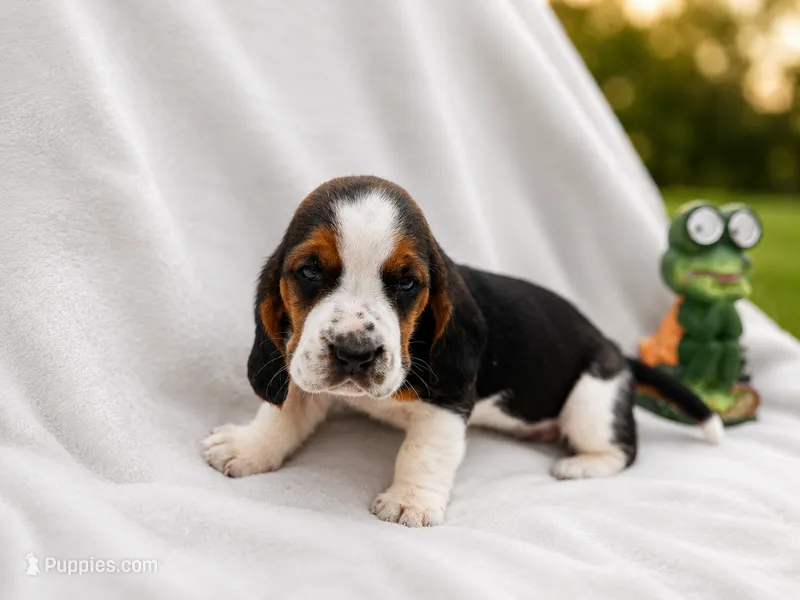Tricolor male 2 – Basset Hound puppy for sale in Screven, GA