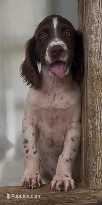 Male 4 – French Brittany puppy for sale in Screven, GA