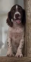 Male 4, a male French Brittany for sale in Screven, GA – 1 of 4