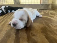 Lemon & white 1, a male Basset Hound for sale in Screven, GA – 2 of 3