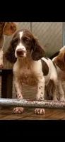 Male 4, a male French Brittany for sale in Screven, GA – 4 of 4