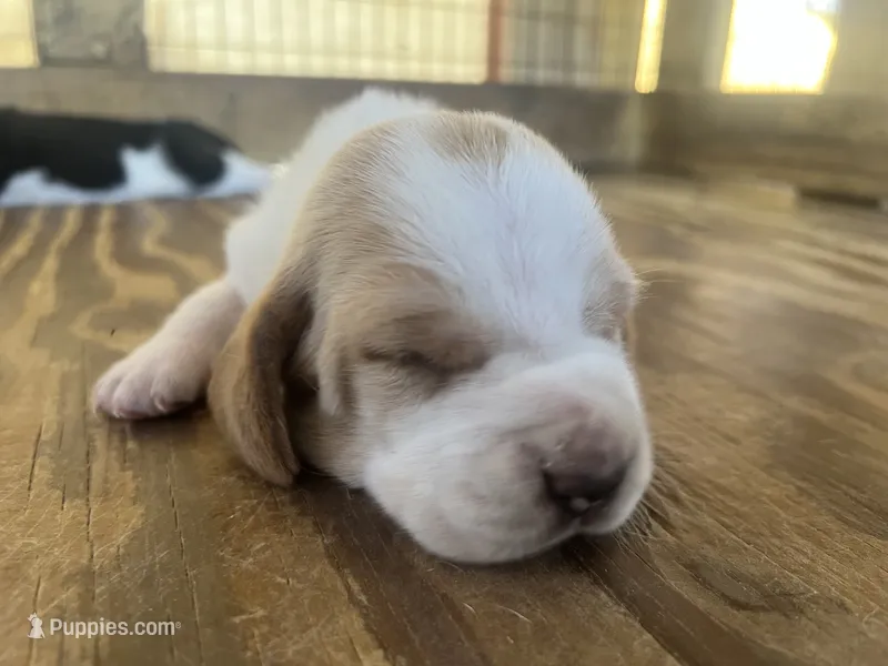 Lemon & white 1 – Basset Hound puppy for sale in Screven, GA