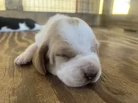 Lemon & white 1, a male Basset Hound for sale in Screven, GA – 1 of 3