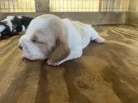 Lemon & white 1, a male Basset Hound for sale in Screven, GA – 3 of 3