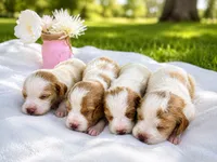 Female, a female French Brittany for sale in Screven, GA – 1 of 2