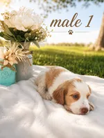 Male 1, a male French Brittany for sale in Screven, GA – 1 of 2