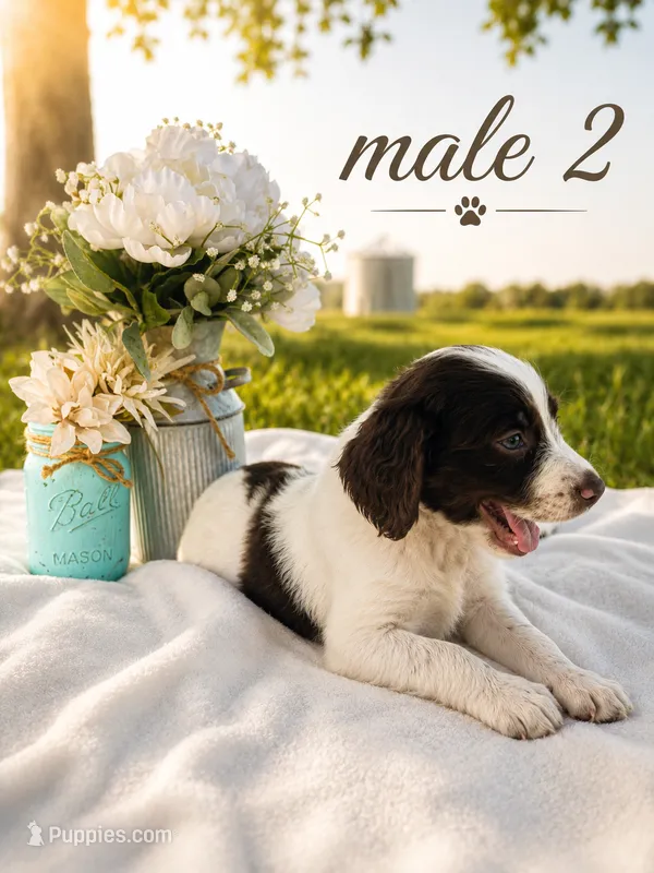 Male 2 – French Brittany puppy for sale in Screven, GA