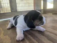Tricolor male 2, a male Basset Hound for sale in Screven, GA – 2 of 3