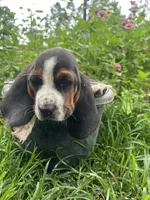 Female Basset, a female Basset Hound for sale in Screven, GA – 3 of 4