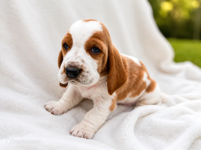Lemon & white 1 – Basset Hound puppy for sale in Screven, GA