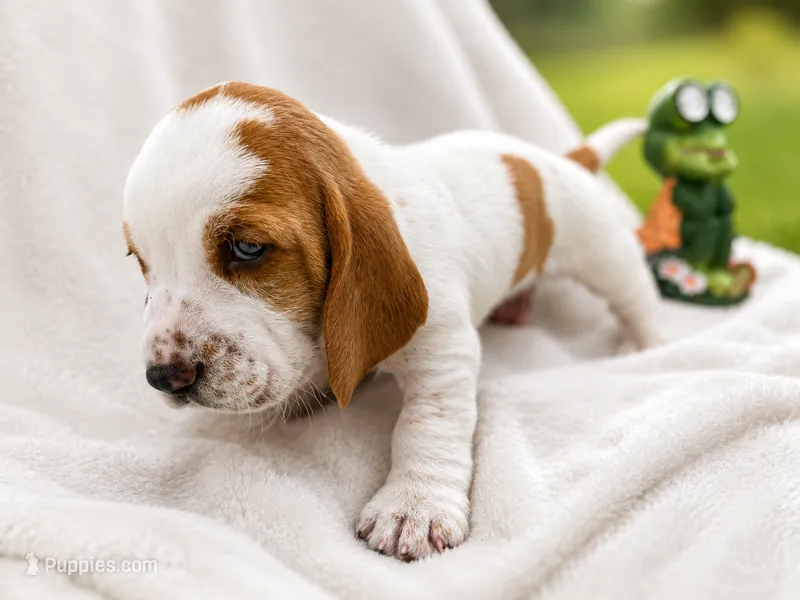 Lemon & white male 2 – Basset Hound puppy for sale in Screven, GA