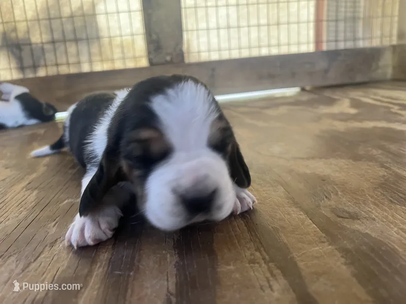 Tricolor male 1 – Basset Hound puppy for sale in Screven, GA