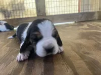 Tricolor male 1, a male Basset Hound for sale in Screven, GA – 1 of 3