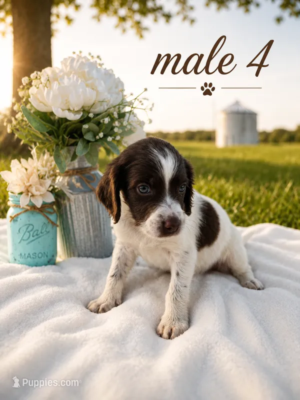 Male 4 – French Brittany puppy for sale in Screven, GA