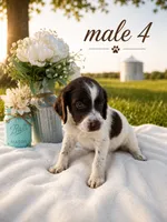 Male 4, a male French Brittany for sale in Screven, GA – 1 of 2