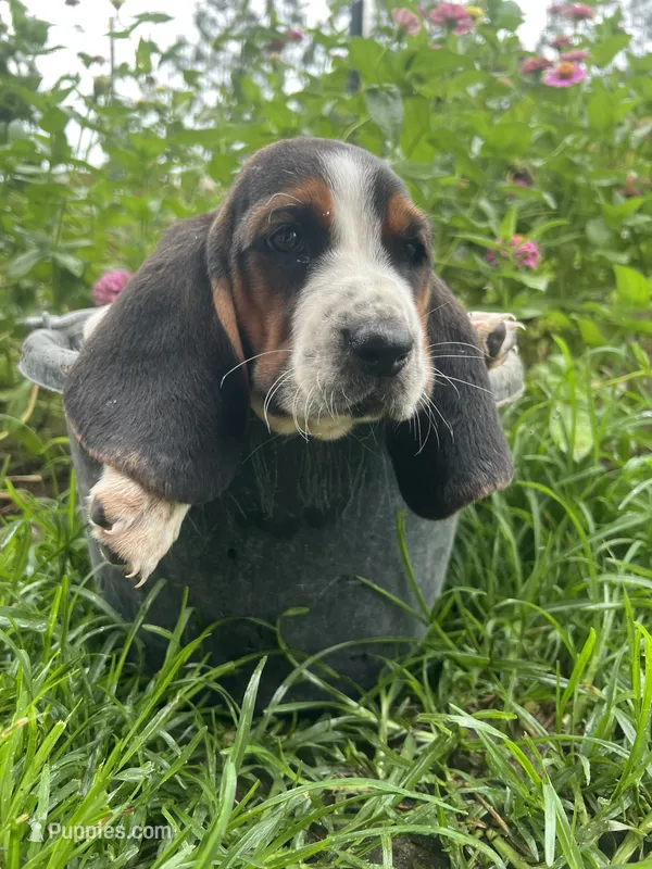 Female Basset – Basset Hound puppy for sale in Screven, GA