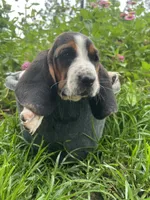 Female Basset, a female Basset Hound for sale in Screven, GA – 1 of 4