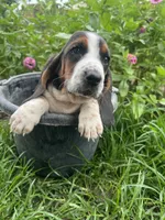 Female Basset, a female Basset Hound for sale in Screven, GA – 4 of 4