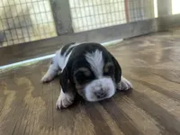 Tricolor male 2, a male Basset Hound for sale in Screven, GA – 1 of 3