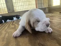Lemon & white male 2, a male Basset Hound for sale in Screven, GA – 2 of 3