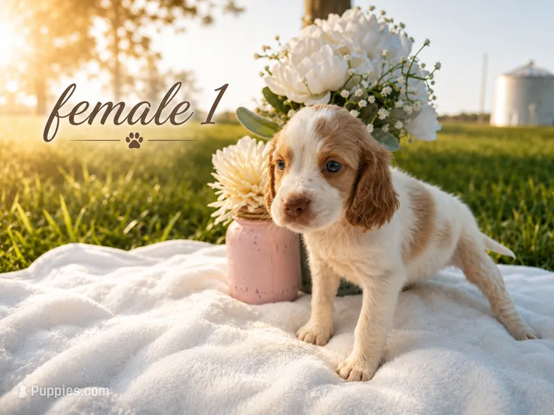 Female 1 – French Brittany puppy for sale in Screven, GA