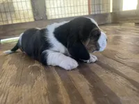 Tricolor male 1, a male Basset Hound for sale in Screven, GA – 3 of 3