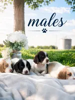 Male 3, a male French Brittany for sale in Screven, GA – 2 of 2