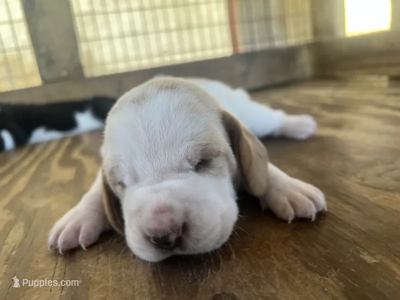 Lemon & white male 2 – Basset Hound puppy for sale in Screven, GA