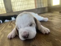 Lemon & white male 2, a male Basset Hound for sale in Screven, GA – 1 of 3