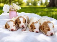 Female, a female French Brittany for sale in Screven, GA – 2 of 2