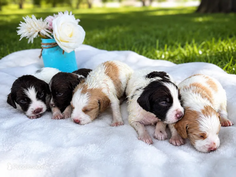 Male – French Brittany puppy for sale in Screven, GA