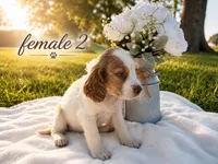 Female 2, a female French Brittany for sale in Screven, GA – 1 of 2