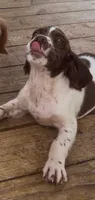 Male 4, a male French Brittany for sale in Screven, GA – 3 of 4